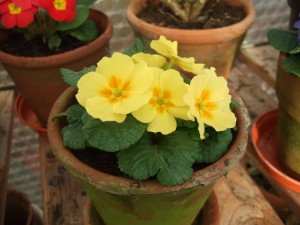 Primrose sheltering in greenhouse.